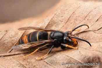Leefmilieu Brussel geeft advies voor bestrijding Aziatische hoornaar