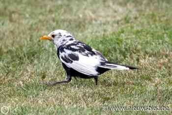 Daar is de lente en daar zijn de vogels: witte merel in Astridpark gespot
