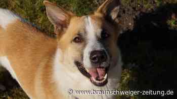 Hunde-Einmaleins in Peine: Wer trainiert Balu?