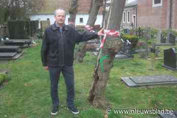 Dertien dode lindebomen op begraafplaats moeten eraan geloven