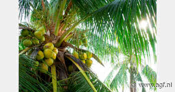 Prijzen Vietnamese kokosnoten verdubbelen