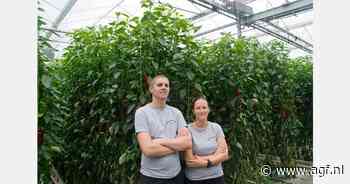 Eerste rode puntpaprika’s van 2025 verkocht