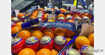 Bloedsinaasappel Tarocco Meli maand eerder beschikbaar