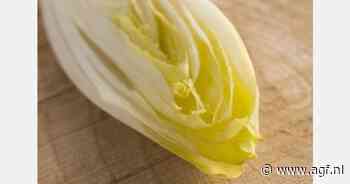 Succes met biocontrol in witlof