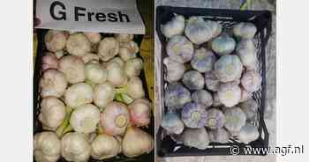 Grotere Egyptische knoflookoogst