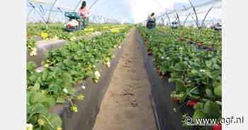 "In Berlijn was er opnieuw enorme interesse voor witte aardbeien"