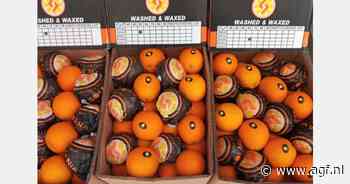 "Moeilijker sinaasappelen in Egypte inkopen"