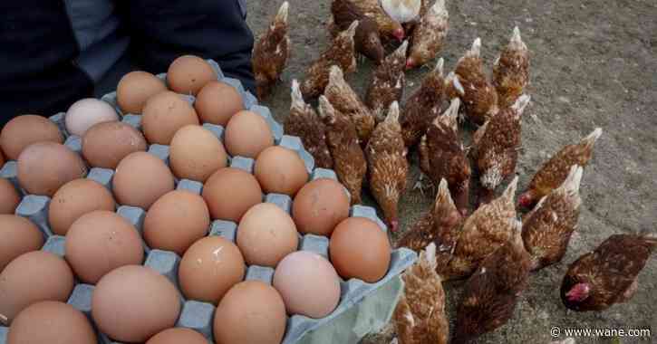 The US is hunting for eggs in Europe