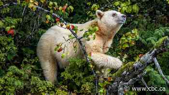 #TheMoment B.C.'s elusive spirit bear emerged for a close-up photo shoot