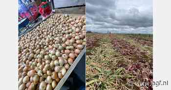 "Beperkte scheepsruimte voor Nieuw-Zeelandse uien door vervroegd kiwiseizoen"