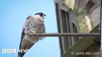 Peregrine falcons return to city nesting spot