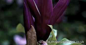 Save on delightful Magnolia ‘Genie’ with You Garden