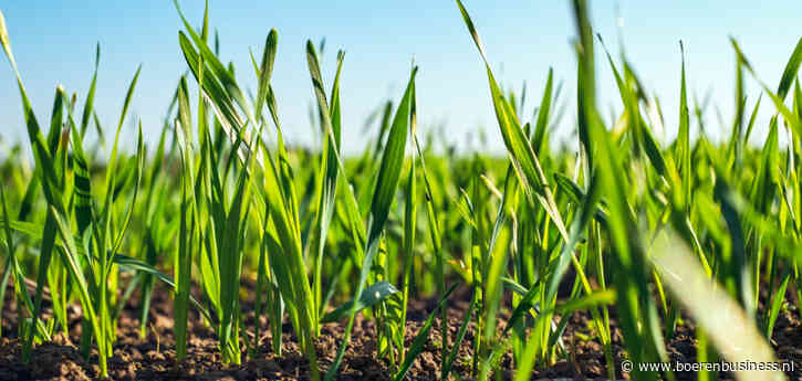 Grote oogst overschaduwt recordverbruik tarwe