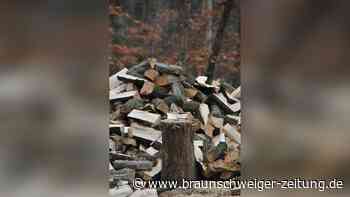 Holzsaison startet: Mit der Kettensäge in den Harzer Wald