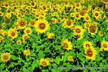 UPDATE: Seedy Sunday in Apsley POSTPONED until April 6