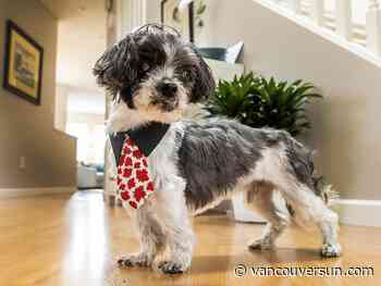 Delta woman's dog Lincoln is turning 21. What's his secret?