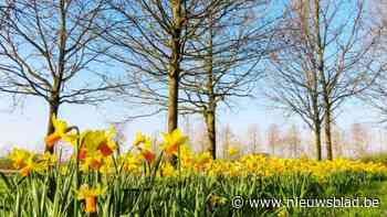 Voordelig biobloembollen kopen via samenaankoop van Velt