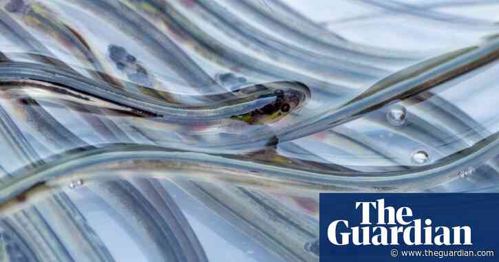 Export of endangered eels to Russia ends after UK government ban