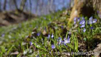 Blüten und Bewegung - Fünf Tipps für den Frühlingsanfang im Wald