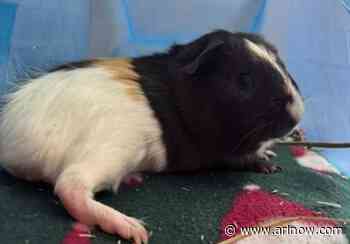 Adoptable Pets of the Week: Kevin and Joe Jonas