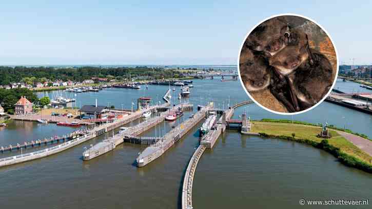Meervleermuis zit binnenvaart dwars: middenkolk Oranjesluizen ’s nachts op slot