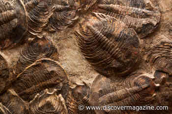 Warm Waters Helped Some Species Thrive After Earth’s Great Dying