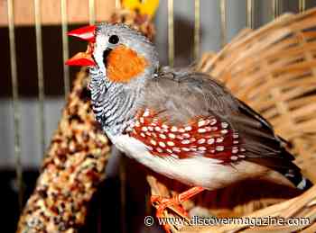 What Bird Brains Can Teach Us About Learning a New Skill