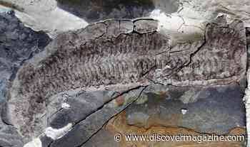 This 444 Million-Year-Old Arthropod Was Fossilized Inside Out