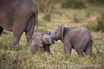 5 of the Longest Gestation Periods in the Animal Kingdom