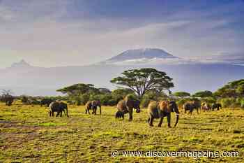 Elephants Travel Smart to Conserve Energy on Their Journeys