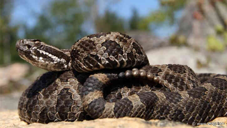 Snake covered by Endangered Species Act killed at Michigan park