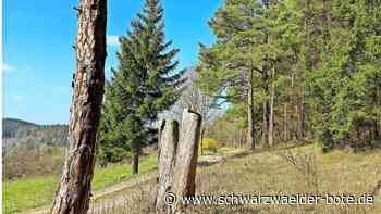 Fledermäuse in Haiterbach: Aufwertung zugunsten der Hesse-Bahn beschlossen