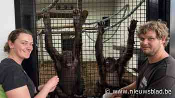 Chimpansees verhuizen naar Monkey Island in Pakawi Park: “Tweede keer dat zo’n grote operatie plaatsvindt in ons land”