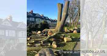 Council explains why trees in Wirral park have been cut down