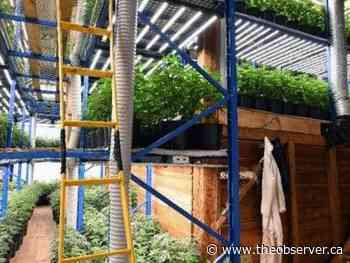 Sarnia woman, 61, charged in sophisticated illegal grow-op