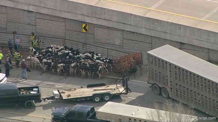 Truck hauling over 125 cows rolls over in Indiana; all lanes blocked