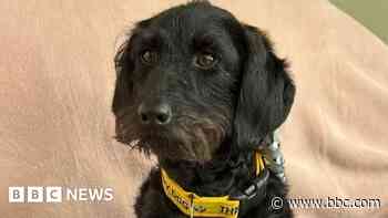 Headlines: Award-winning dogs and station plans