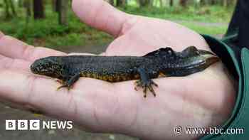 Dog walkers asked 'to think of the newts'