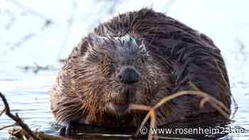 Lebensraum eines Bibers in Hittenkirchen bei Bernau wohl mit schwerem Gerät zerstört