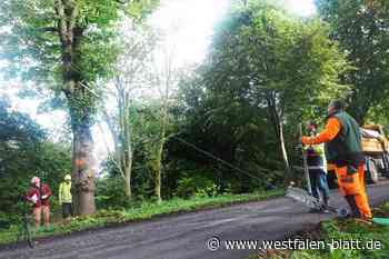 Waschbärfamilie bewohnt Linde – keine Schnittarbeiten