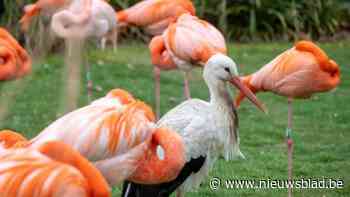 Ooievaars landen bij de flamingo's in Zoo Antwerpen