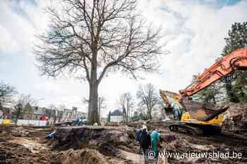 150-jarige kolossale eik wordt centimeter per centimeter verplaatst: “Te vaak worden bomen om economische redenen gekapt”