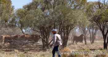 Greenies push to call buffel grass a weed: Key election issue in the north