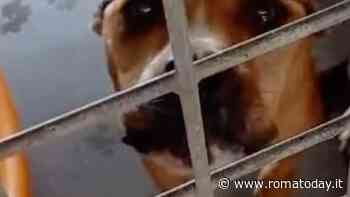 Un cane è stato sbranato dal compagno di box nel canile della Muratella