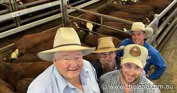 Commercial cross heifers in high demand on day three of GNF Casino weaner sales