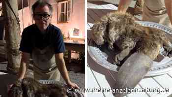 „Hoffe, du kommst in die Hölle“: Star-Koch serviert Biber – Shitstorm folgt