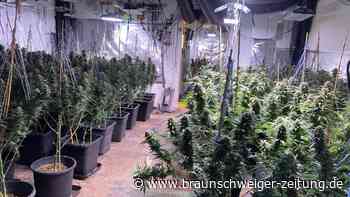 Cannabis-Plantage in Bad Harzburg aufgeflogen – Männer gefasst
