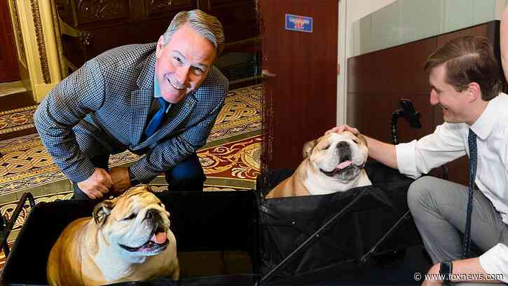 Babydog bridges 'pawtisan' divide in the Senate on social media: 'She knows no political bias'