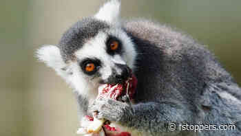 Sigma’s New 300-600mm Lens Could Replace Your Prime