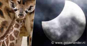 Giraffen worden er bokkig van, maar zorgt de zonsverduistering ook voor black-outs op ons stroomnet?
